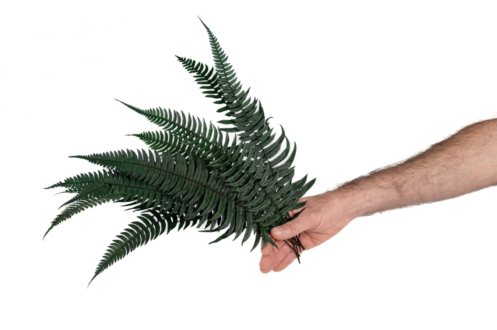 PHOCEALYS│Fougère roche stabilisée│vente aux pros│Grossiste