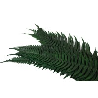 PHOCEALYS│Fougère roche stabilisée│vente aux pros│Grossiste