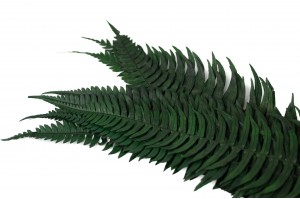 PHOCEALYS│Fougère roche stabilisée│vente aux pros│Grossiste