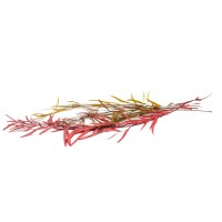 PHOCEALYS│Eucalyptus nicoly stabilisé │vente aux pros│Grossiste
