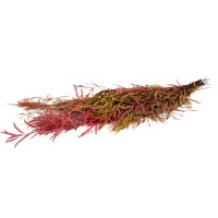 PHOCEALYS│Eucalyptus nicoly stabilisé │vente aux pros│Grossiste
