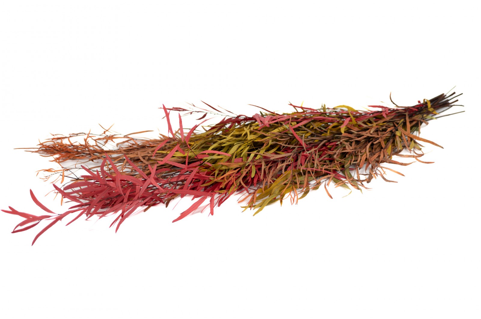 PHOCEALYS│Eucalyptus nicoly stabilisé │vente aux pros│Grossiste