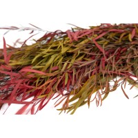 PHOCEALYS│Eucalyptus nicoly stabilisé │vente aux pros│Grossiste