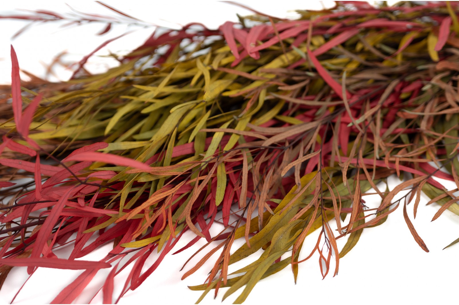 PHOCEALYS│Eucalyptus nicoly stabilisé │vente aux pros│Grossiste