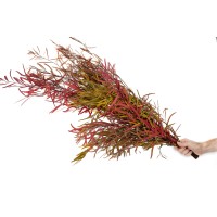 PHOCEALYS│Eucalyptus nicoly stabilisé │vente aux pros│Grossiste