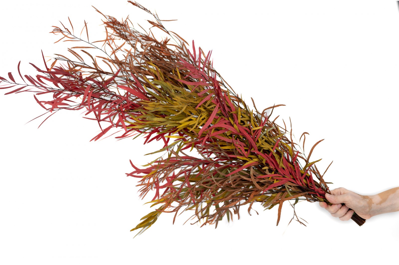PHOCEALYS│Eucalyptus nicoly stabilisé │vente aux pros│Grossiste