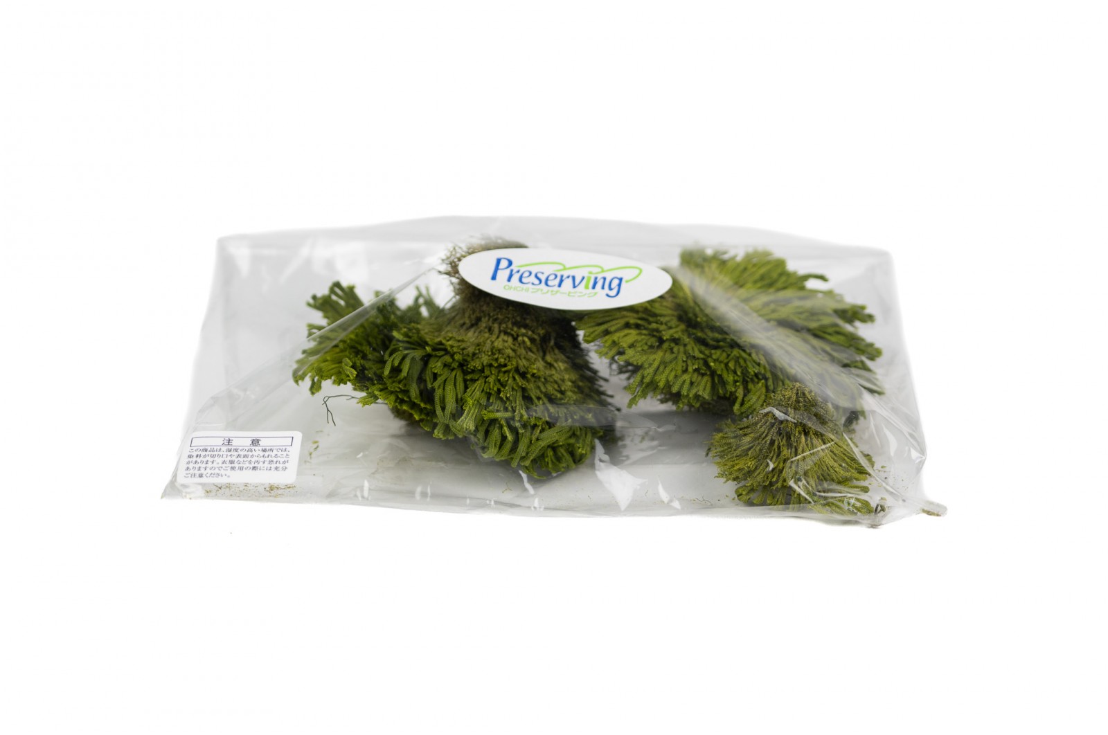 PHOCEALYS│Club moss stabilisé│vente aux pros│Grossiste