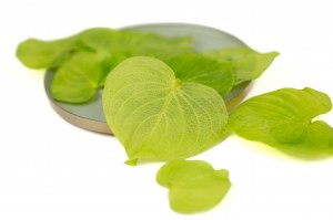 PHOCEALYS│Feuilles de palo santo stabilisées│vente aux pros│Grossiste en végétaux stabilisées