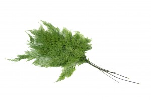 Fougère tabalia│vente aux pros│Grossiste en végétaux stabilisées