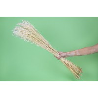 PHOCEALYS │Avoine séchée│vente aux pros│Grossiste en fleurs séchées