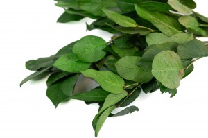 Salal stabilisé│vente aux pros│Grossiste en végétaux stabilisés