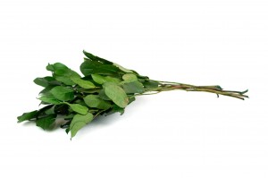 Salal stabilisé│vente aux pros│Grossiste en végétaux stabilisés