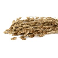PHOCEALYS │Phalaris sec │vente aux pros│Grossiste en fleurs séchées
