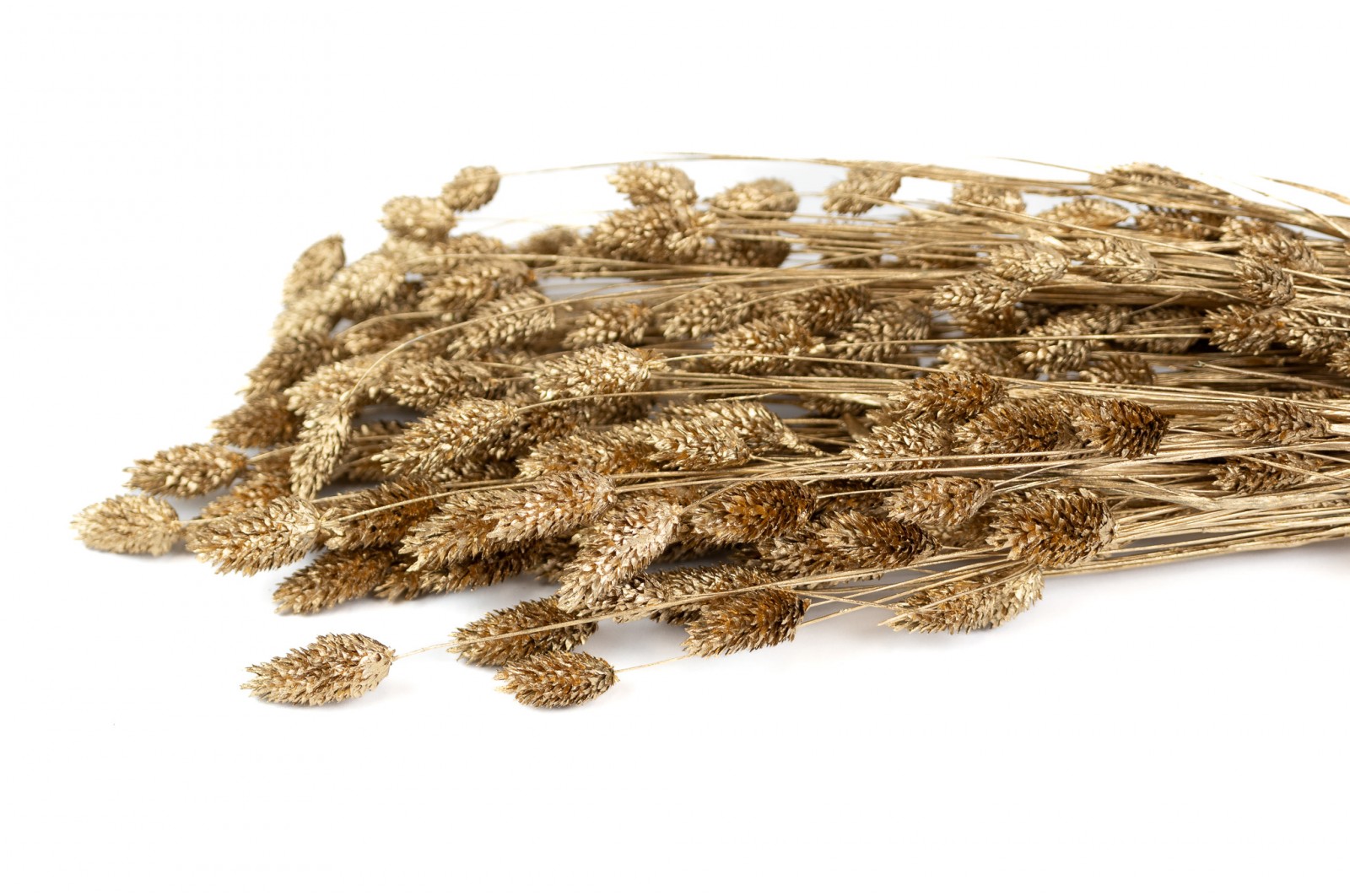 PHOCEALYS │Phalaris sec │vente aux pros│Grossiste en fleurs séchées