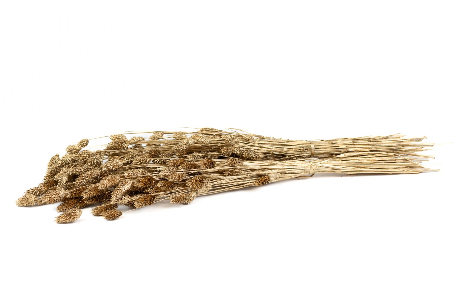 PHOCEALYS │Phalaris sec │vente aux pros│Grossiste en fleurs séchées