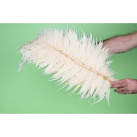 PHOCEALYS │Fougère cannelle stabilisée│vente aux pros│Grossiste