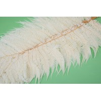 PHOCEALYS │Fougère cannelle stabilisée│vente aux pros│Grossiste