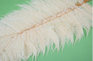 PHOCEALYS │Fougère cannelle stabilisée│vente aux pros│Grossiste