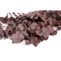 Eucalyptus cinerea stabilisé │vente aux pros│Grossiste