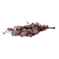 Eucalyptus cinerea stabilisé │vente aux pros│Grossiste