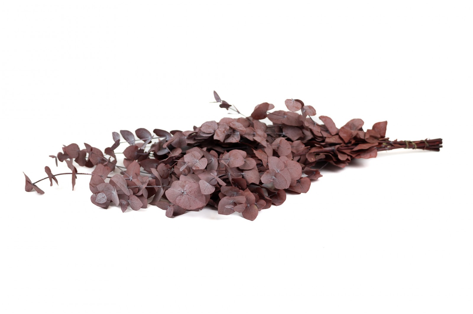 Eucalyptus cinerea stabilisé │vente aux pros│Grossiste
