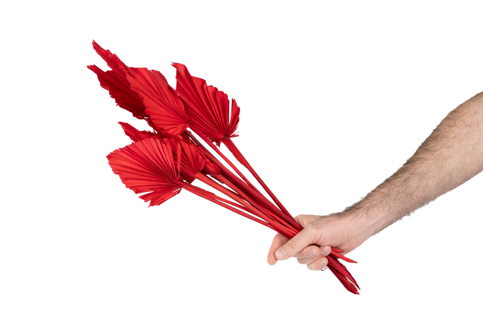 PHOCEALYS │palm spear│vente aux pros│Grossiste en fleurs séchées