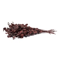 PHOCEALYS │Eucalyptus silver drop│vente aux pros│Grossiste