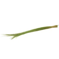 Bright grass stabilisé│vente aux pros│Grossiste en végétaux stabilisés