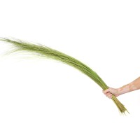 Bright grass stabilisé│vente aux pros│Grossiste en végétaux stabilisés