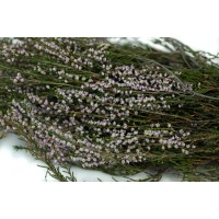 Bruyère stabilisée│vente aux pros│Grossiste en végétaux stabilisées