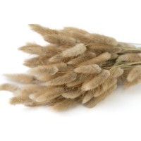PHOCEALYS│ Lagurus sec │vente aux pros│Grossiste en fleurs séchées