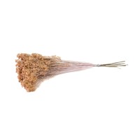 PHOCEALYS │Broom bloom sec│vente aux pros│Grossiste en fleurs séchées