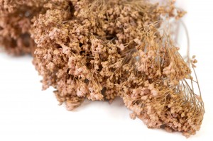 PHOCEALYS │Broom bloom sec│vente aux pros│Grossiste en fleurs séchées