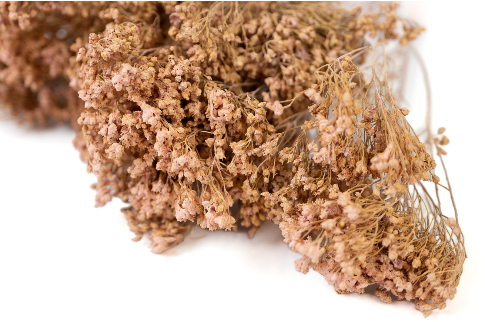 PHOCEALYS │Broom bloom sec│vente aux pros│Grossiste en fleurs séchées