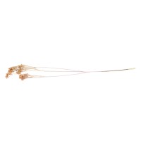 PHOCEALYS │Broom bloom sec│vente aux pros│Grossiste en fleurs séchées
