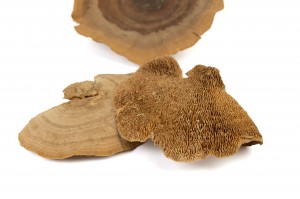 PHOCEALYS│Champignon sec │vente aux pros│Grossiste en fleurs séchées