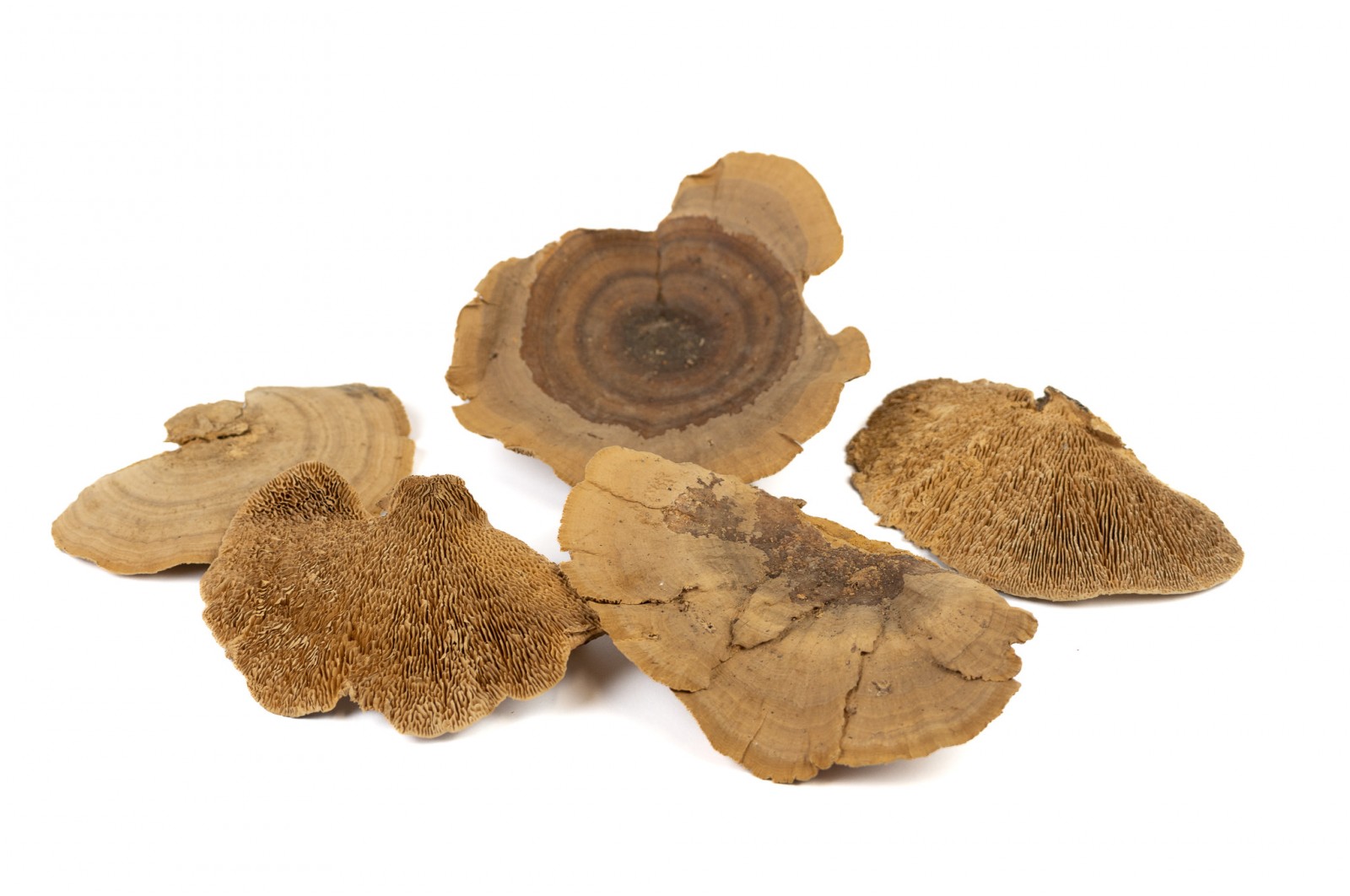 PHOCEALYS│Champignon sec │vente aux pros│Grossiste en fleurs séchées