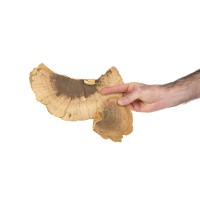 PHOCEALYS│Champignon sec │vente aux pros│Grossiste en fleurs séchées
