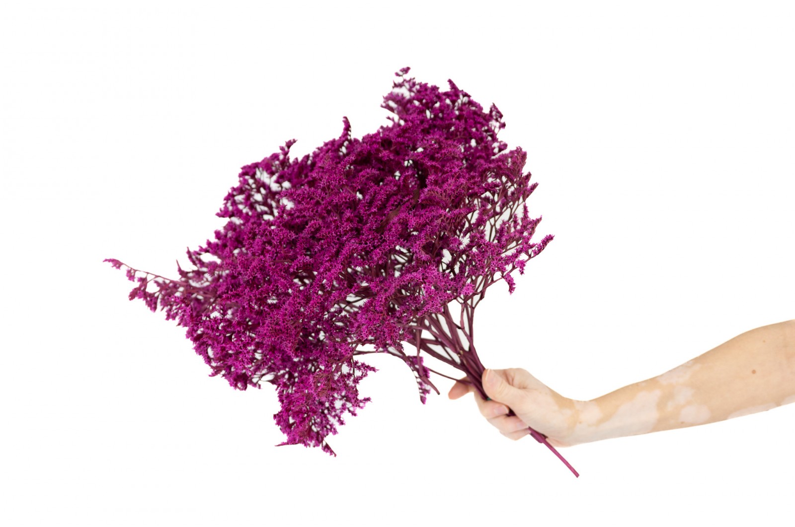 PHOCEALYS│Tatarica sec│vente aux pros│Grossiste en fleurs séchées