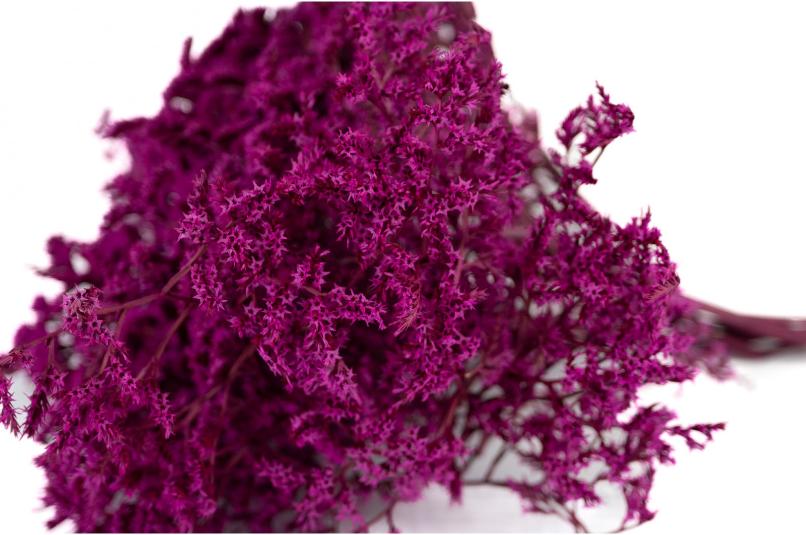 PHOCEALYS│Tatarica sec│vente aux pros│Grossiste en fleurs séchées