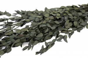 PHOCEALYS │Eucalyptus parvifolia stabilisé │vente aux pros│Grossiste