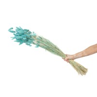 PHOCEALYS │Lagurus sec │vente aux pros│Grossiste en fleurs séchées