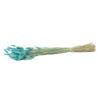 PHOCEALYS │Lagurus sec │vente aux pros│Grossiste en fleurs séchées