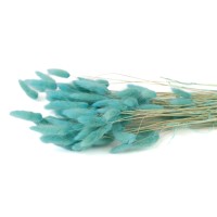 PHOCEALYS │Lagurus sec │vente aux pros│Grossiste en fleurs séchées