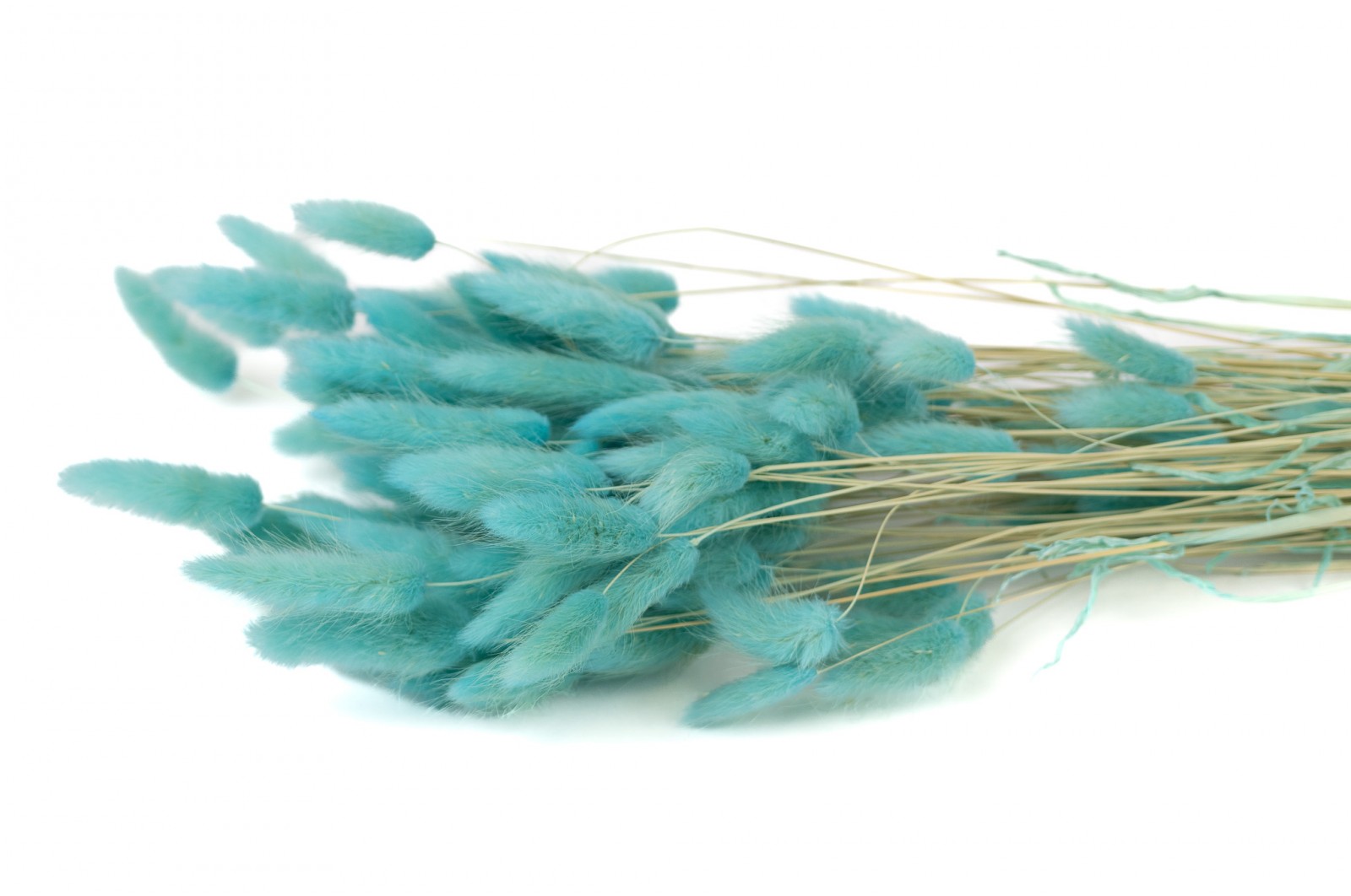 PHOCEALYS │Lagurus sec │vente aux pros│Grossiste en fleurs séchées
