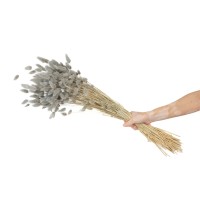 PHOCEALYS │Lagurus sec │vente aux pros│Grossiste en fleurs séchées
