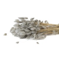 PHOCEALYS │Lagurus sec │vente aux pros│Grossiste en fleurs séchées