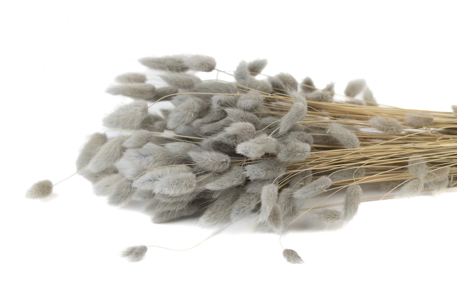 PHOCEALYS │Lagurus sec │vente aux pros│Grossiste en fleurs séchées