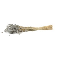 PHOCEALYS │Lagurus sec │vente aux pros│Grossiste en fleurs séchées