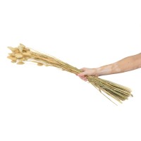 PHOCEALYS │Phalaris sec │vente aux pros│Grossiste en fleurs séchées